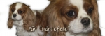 Spardose Cavalier King Charles Spaniel